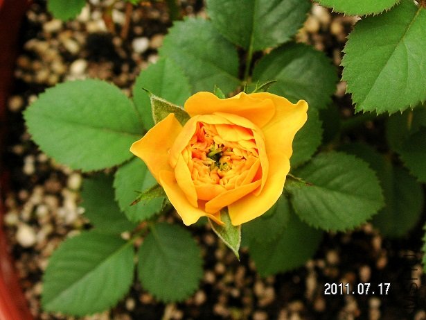 PICT0001.JPG