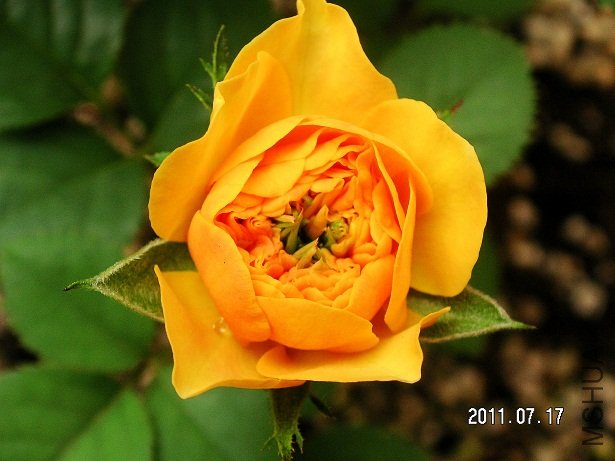 PICT0007.JPG