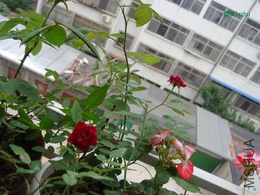DSC05245.jpg