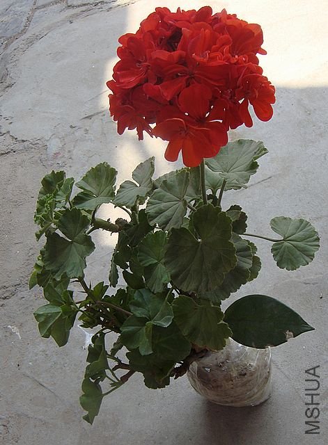 DSC03348.JPG