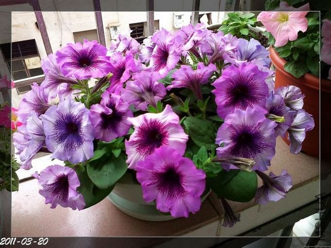20110320115.jpg