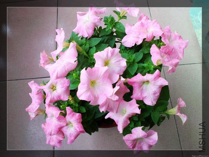 20110318107.jpg