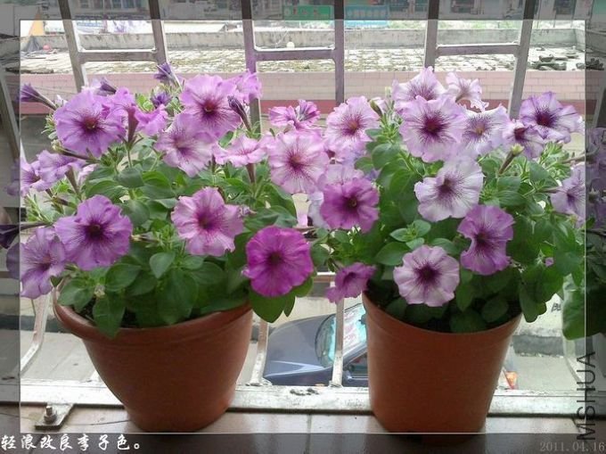 20110416185.jpg