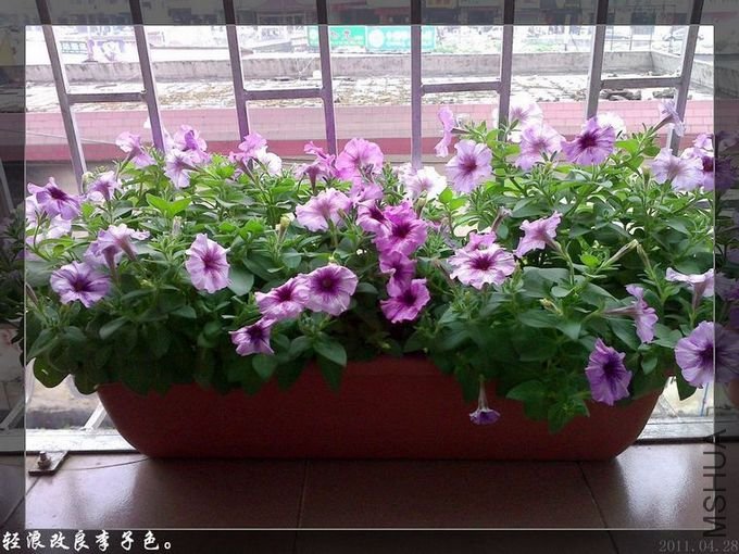 20110428190.jpg