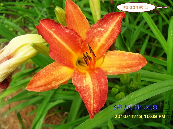 F1-124���� (2).jpg