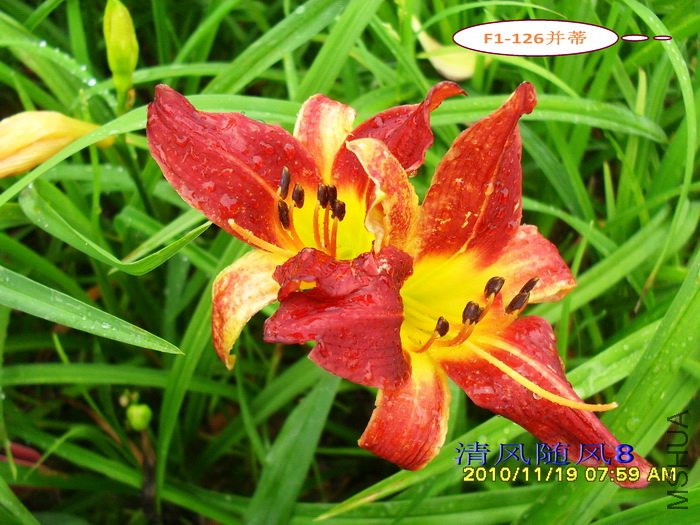 F1-126���� (2).jpg