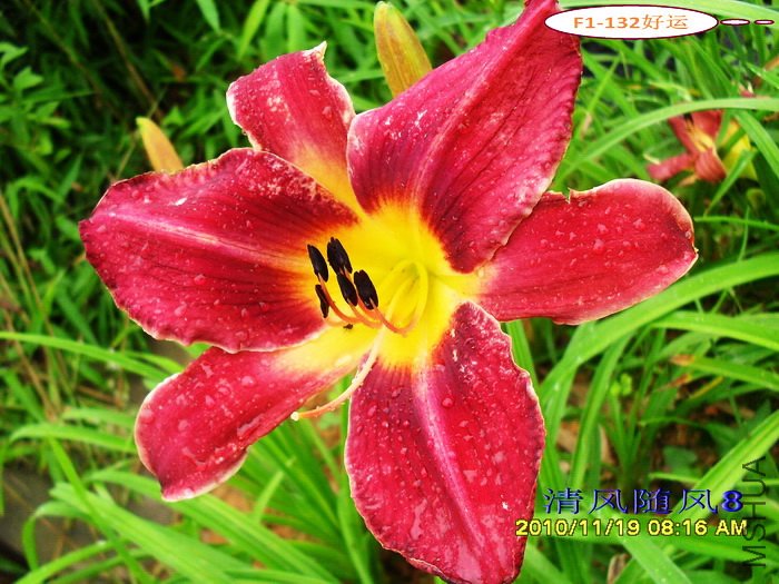 F1-132���� (1).jpg