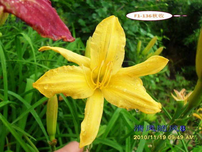 F1-136���� (2).jpg