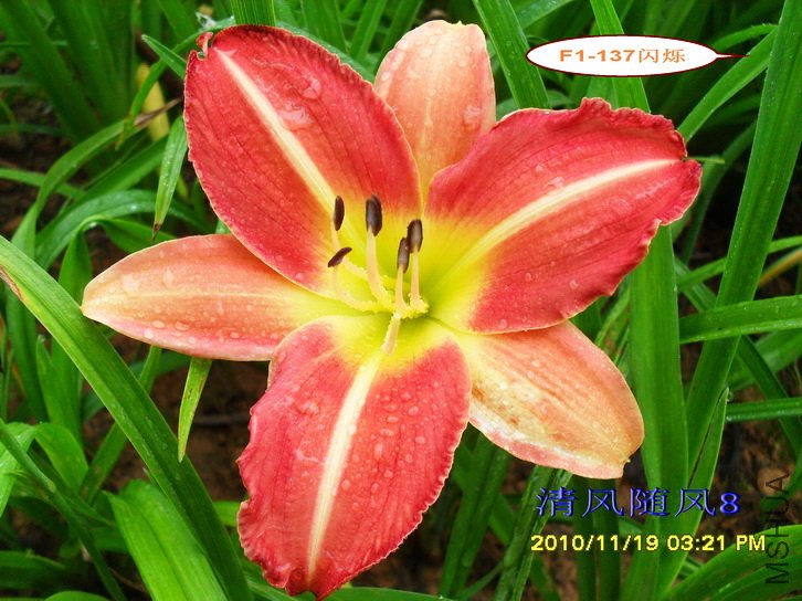 F1-137��˸ (1).jpg