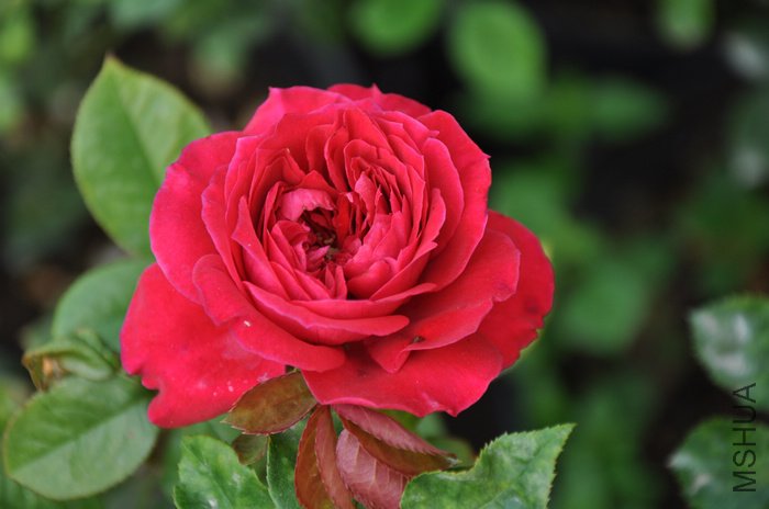 2011.7.19 007�ʼ���֬.jpg