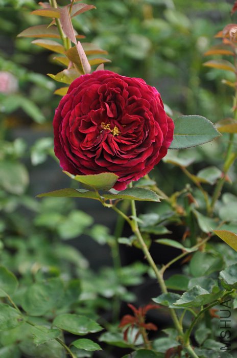 2011.7.19 003����.jpg