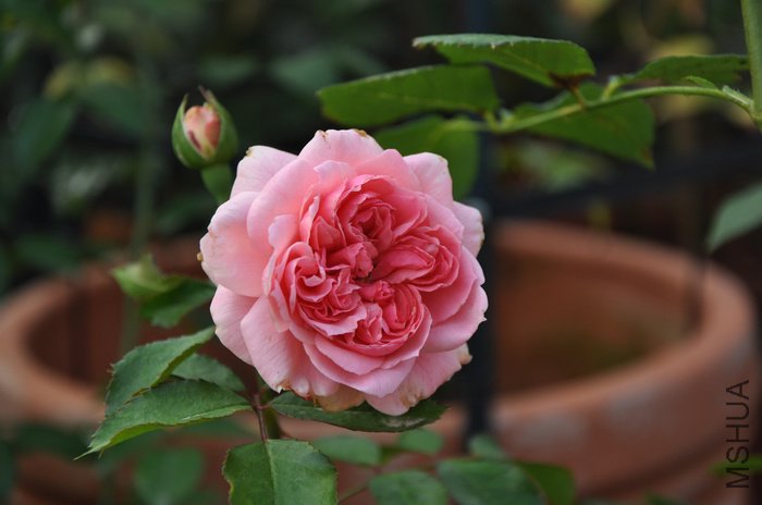 2011.7.19 009������ά�ĸ���.jpg