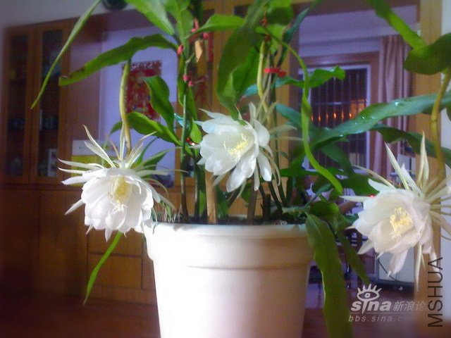 ���������ϵ�꼻�