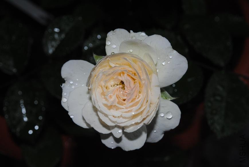 DSC_01961.JPG