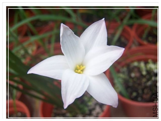 �w��-Cooperia . drummondii.jpg
