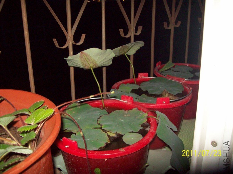 ����ճ�������Ҷ