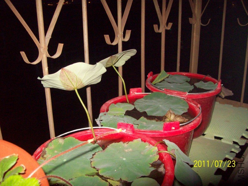 ����ճ�������Ҷ