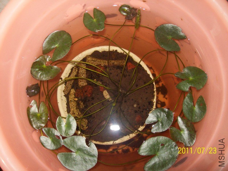 ��������С��