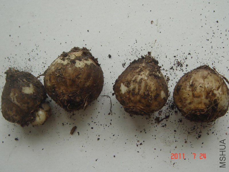 DSC06020_800x600.JPG