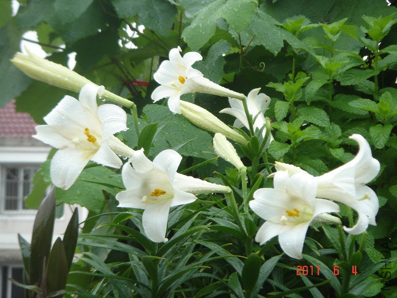 DSC03079_800x600.JPG