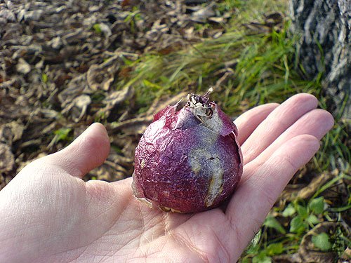 hyacinthus-bulb.jpg