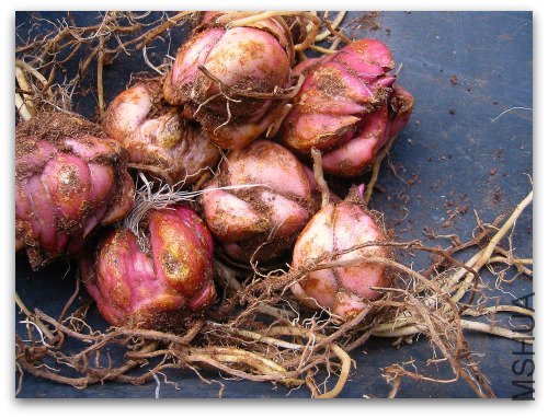 2010_02_16_blog_lily_bulbs.jpg