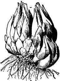 Lily-bulb-showing-sections-for-division.jpg
