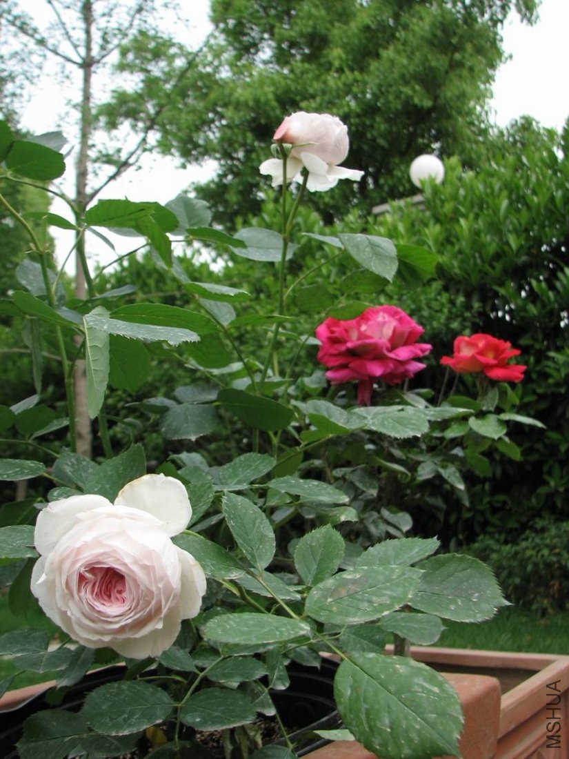 ������С ���ܶ��ٺ͹���.jpg