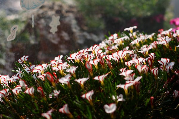 IMG_4545.jpg