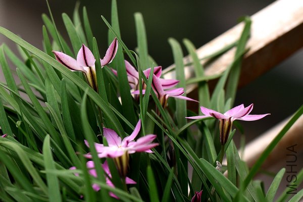 IMG_2910.jpg