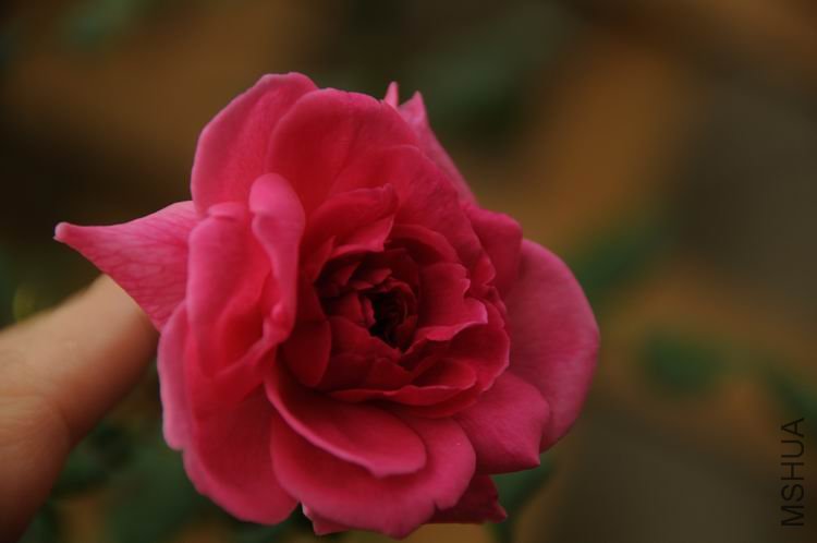 ������С HAN_9275.JPG