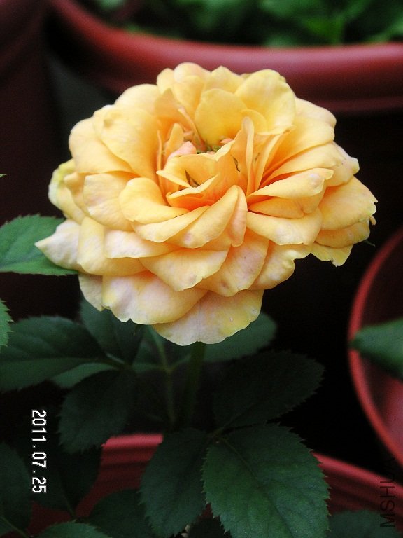 PICT0002.JPG