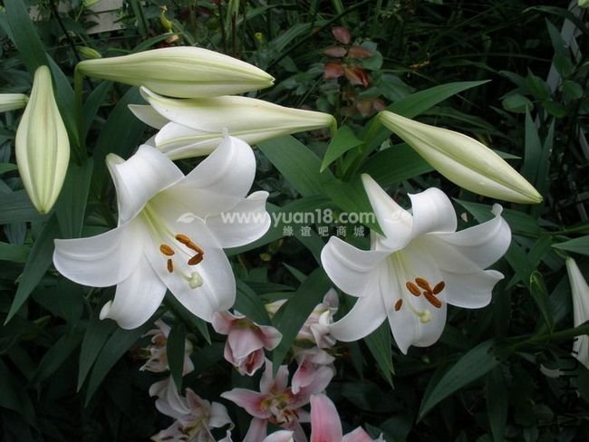 L122 white triumphator.jpg