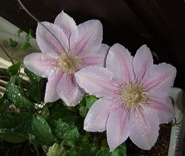 DSC09230.JPG