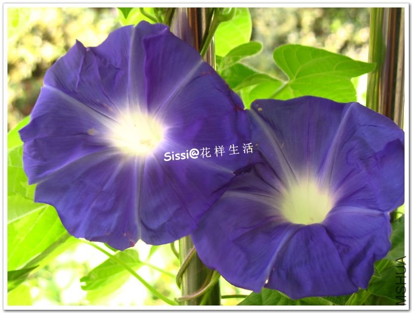 110726 ������.jpg