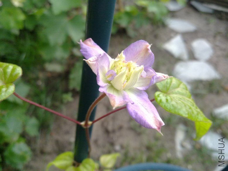 201107251662.jpg