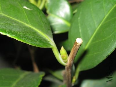 ���Ҽ����������