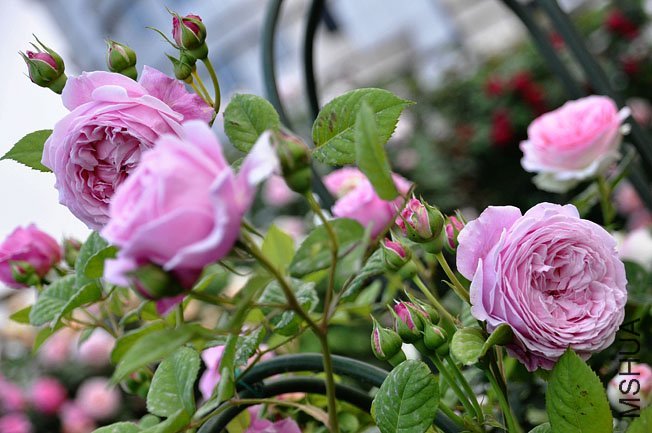 DSC_0035.jpg