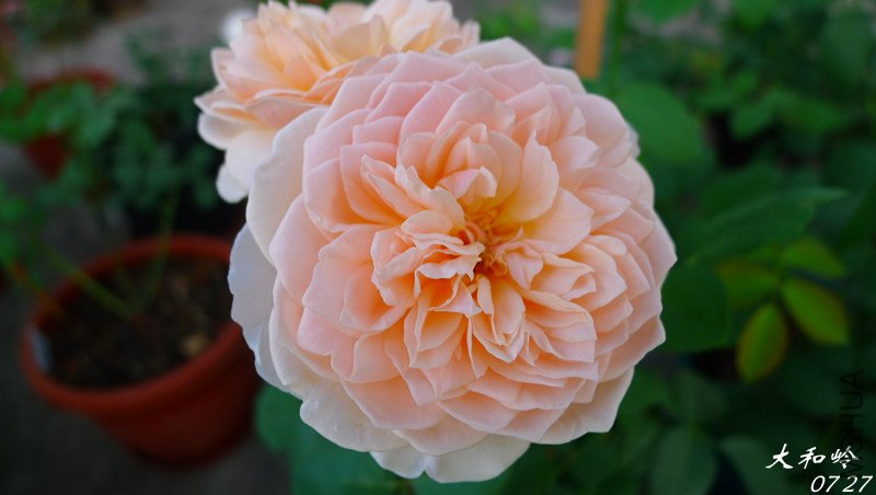 P1000348_����.jpg