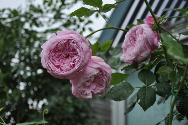 2011.6.2 073.jpg