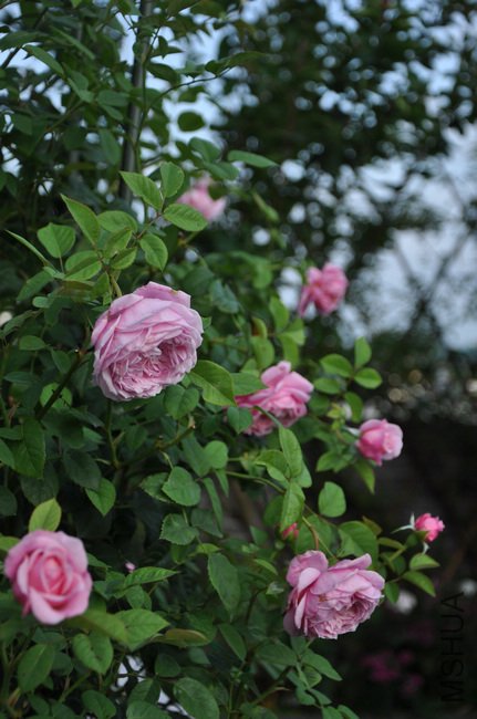 2011.7.5 033.jpg