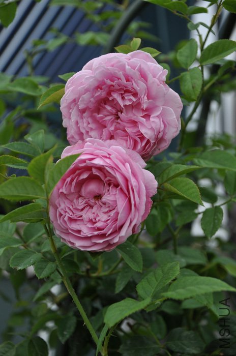 2011.7.9 014.jpg
