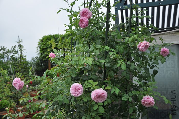 2011.7.9 017.jpg
