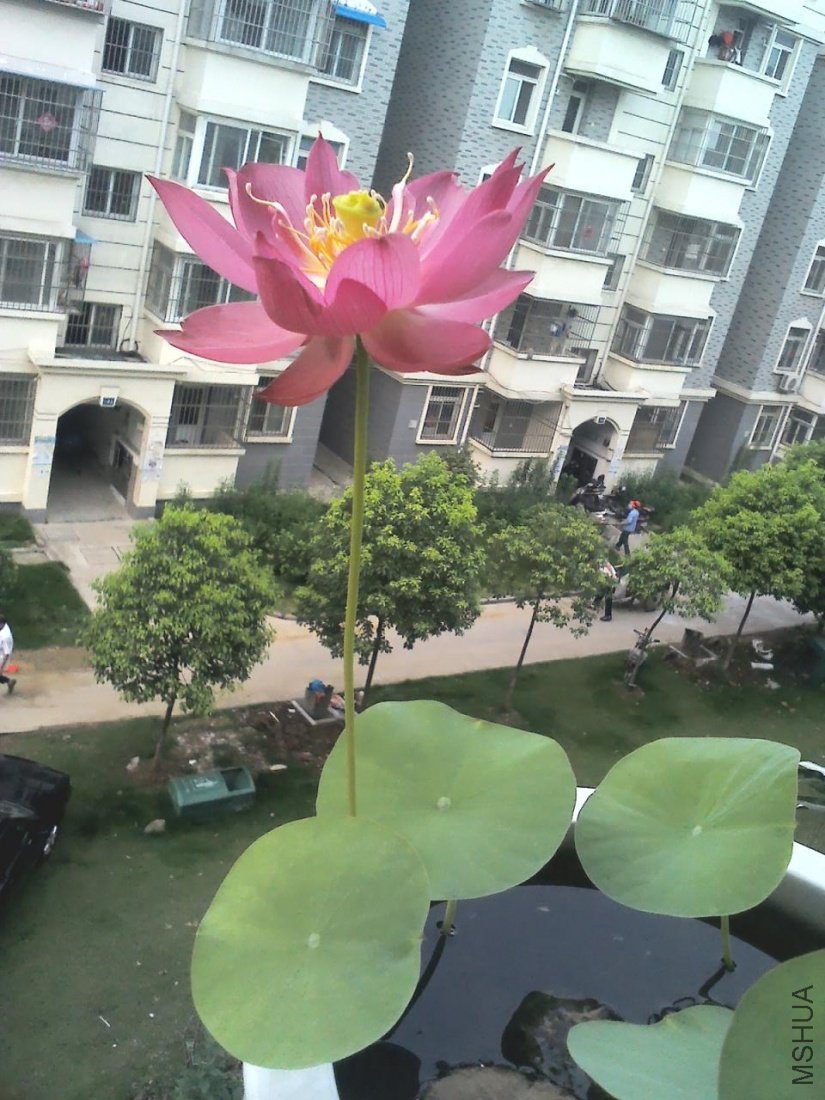 YP20110728062101.jpg
