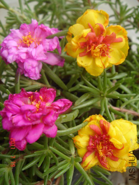 DSC05876_450x600.JPG