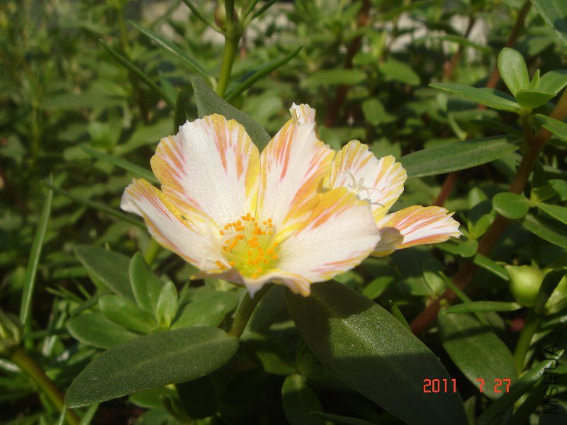 DSC06289_800x600.JPG