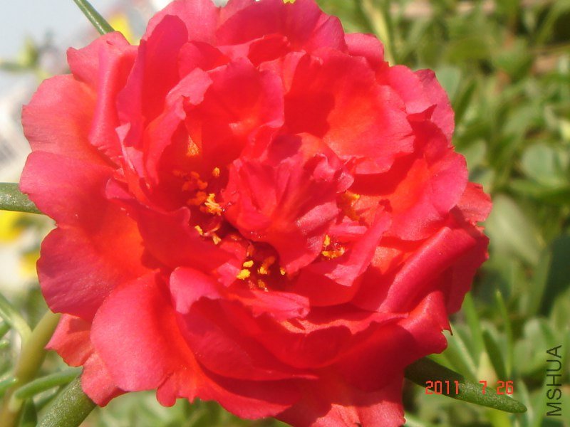 DSC06225_800x600.JPG