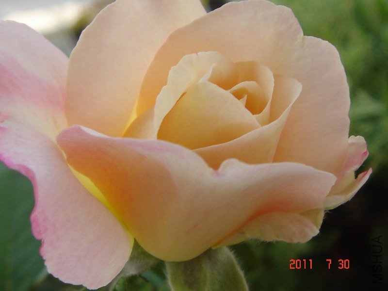 DSC06502_800x600.JPG