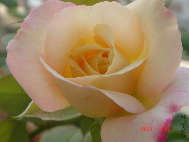DSC06504_800x600.JPG