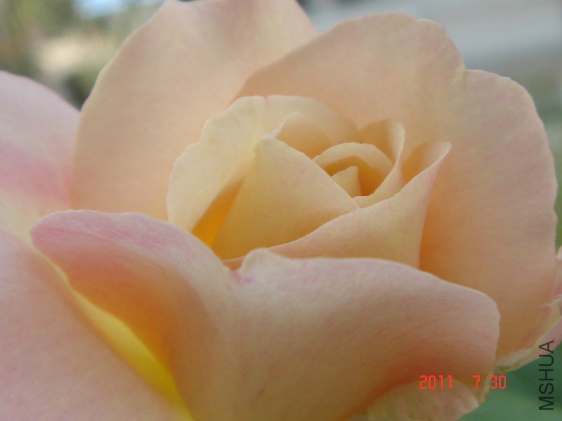 DSC06508_800x600.JPG
